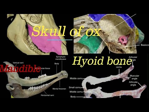 skull of ox (cow)/bovine/hyoid bone of ox /manible of ox