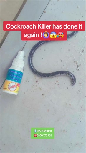 Effective Cockroach Killer Solutions in South Africa