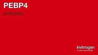 PEBP4 antibodies from Thermo Fisher Scientific