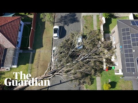 Huge gum tree falls on car during Sydney storms