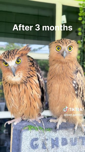Owl Adoption Journey: First Day vs Three Months Later