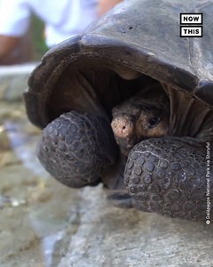 81K views · 540 reactions | A species of giant tortoise thought to be extinct for more than 100 years still exists, as confirmed by genetic testing. The tortoise, which was discovered in 2019, was found to have DNA similarities with samples of a Chelonoidis phantasticus taken in 1906  | NowThis | Facebook