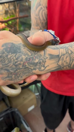 37 reactions | White lip pythons  available now!  #exoticpets #exoticanimals #exotic #newjersey #nj #bergencounty #morriscounty #animals #pet #pets #love #followback #instagramers #tweegram #photooftheday #20likes #amazing #smile #follow4follow #like4like #look #lfl #fff #art | NJ Exotic Pets | Facebook