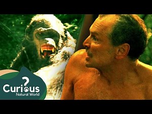 Attack By Alpha Male Chimp | Human Prey | Curious?: Natural World