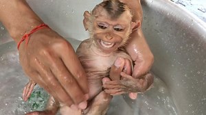 40K views · 1.1K reactions | Monkey Zono Very Scary And Cry Loudly During Taking The Bath, He's So Dirty After Eat Breakfast | Monkey Kid | Facebook
