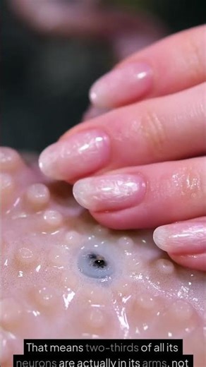 Octopus Arms Have Mini Brains