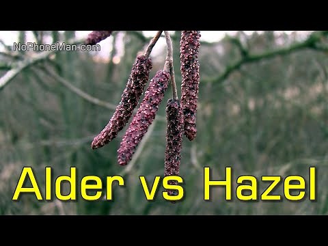 Alder Tree Identification (Leaves, Bark, Catkins, Strobiles) + Comparison to Hazel
