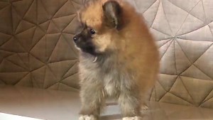 Champion breed Toy / Miniature Pomeranian puppy available Mumbai Pet Shop With kci paper microchip transfer form . Vaccine dewormed vet checked Feel free to contact us Call / WhatsApp 9773344988 9773344977 | Mumbai Pet Shop & Pet Clinic