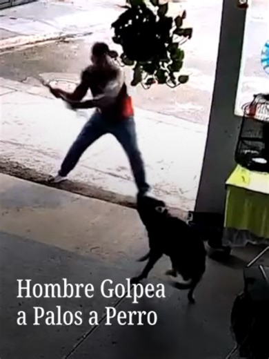 Una vecina en Navojoa, Sonora, captó el momento en que un hombre golpeó con un palo a un perro de nombre Toto. De acuerdo con la denuncia, previamente a la agresión, el hombre jugaba a la pelota con un niño, la cual cayó cerca del perro, y cuando el menor fue por ella, el animal le ladró. Esto llevó al sujeto a atacar a la mascota, que se encontraba amarrada. Ante esta situación, se presentó una denuncia y la Fiscalía de Sonora ya investiga el caso. #noticiasnmás #sonora