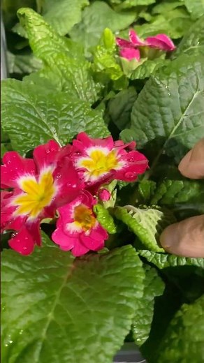 🌸 Beautiful Primroses in Bloom 🌸