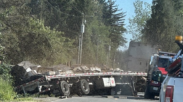 WATCH: 250 million bees swarm around transport vehicle after Whatcom County rollover