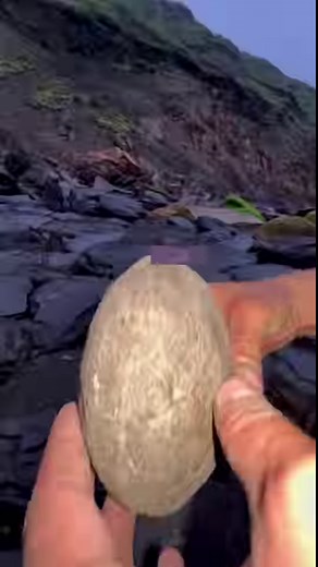 24K views · 521 reactions | Here’s a huge limestone nodule containing...