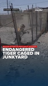 🐅Mexican authorities seized an endangered tiger kept caged and chained in a junkyard in Juarez. 📷: KINT. Read the full story: https://kfoxtv.com/news/local/endangered-tiger-found-caged-in-ciudad-juarez-junkyard-chihuahua-chih-mexico-panthera-tigris-world-wildlife | KFOX-TV