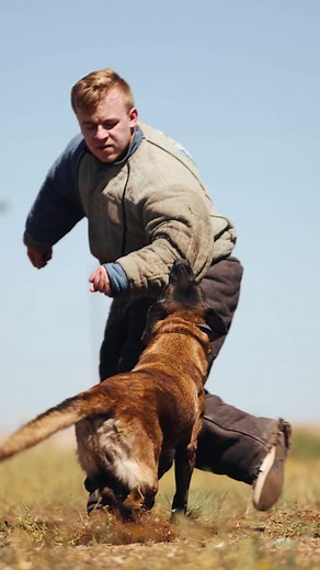12 reactions | Saturdays are for Personal Protection Training with Armor K9 in Prescott Valley! ️‍了 Call +1 (928) 493-4160 or email armork9@gmail.com to learn more. Like, share, and comment! #DogTraining #obedience #ServiceDog #DogLove #boardandtrain #policedogs #personalprotectiondogs #armork9 #privatetraining #professionaldogtrainer #professionaldogtraining | Armor K9 | Facebook