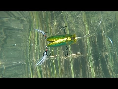 Megabass PopMax Underwater Video