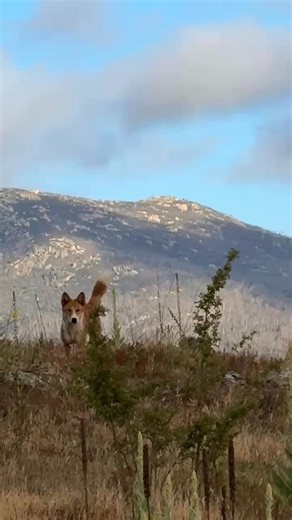 I thought I'd talk a bit about how Dingoes communicate. 🙂 They do a better job than we do. 😆 Dingoes have quite a broad range of vocals which they use in all sorts of situations...Such as social interactions and food associated gatherings. Also when changes occur in their environment and for locating mating partners, to warn of danger, to locate each other, and to express alarm and so on. There are a good dozen variations of howling with the basic being long and persistent, rising and ebbing o