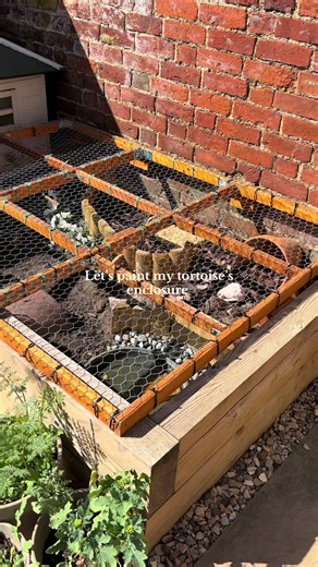 Transforming My Tortoise's Enclosure with Paint