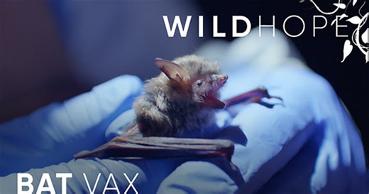 WILD HOPE: Can We Save Bats in North America?
