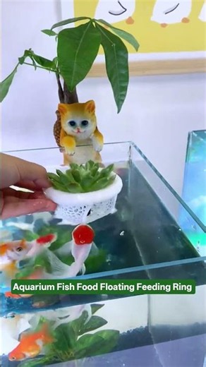 Fish and Flower Co-culture #tools #aquarium #fishbowl #fishtank #aquascapegallery #aquascapegallery