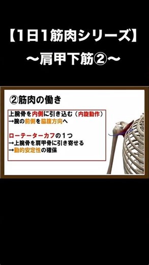 [One Muscle a Day Series] Subscapularis ②