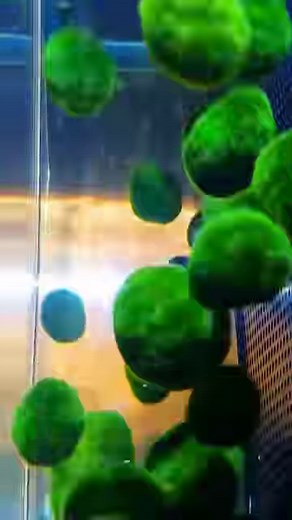 872K views · 10K reactions |  Captive bred 'Banded Sulu Sea...