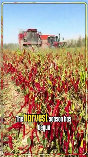 Top Heavy Equipment Operator Reveals BEST Jobs for BIG Machines