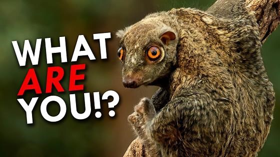 The Colugo Is The Strangest Animal You’ve Never Heard Of