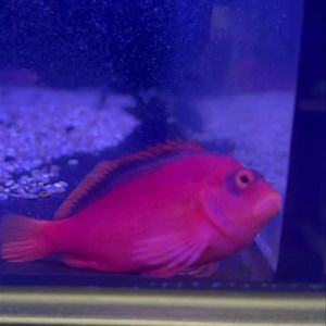 🐠 Flame Hawkfish ✨ Neocirrhites armatus 🌏 Found in the wild: Native to the tropical reefs of the western Pacific — especially around Fiji, Tonga, and the Great Barrier Reef. They perch on coral heads and rocky ledges waiting to ambush prey. 🎭 Behaviour: Bold and full of personality! They perch and “hop” from rock to rock, watching the world with curious eyes. Semi-aggressive toward smaller shrimp or similar-shaped fish, but peaceful with most tankmates. 🍴 Diet: Carnivore — feeds on small cru