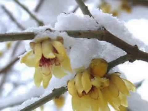 MAREK GRECHUTA - WIOSNA ACH TO TY