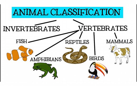 动物分类 Animal Classification