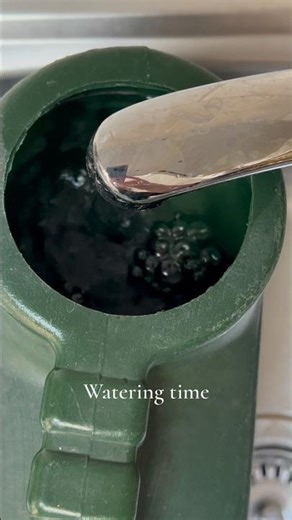 The clang of the watering can in the sink. The whoosh of water as it arcs and glints in the sunlight