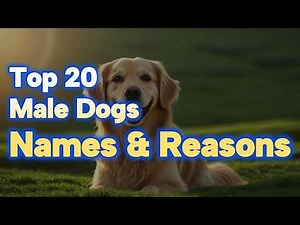 20 Best Male Dog Names 2026 with Reasons | Unique & Popular Dog Names