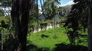 Nature fighting back camera rising up between trees and vines with one palm tree in middle dilapidated overgrown factory building behind trees aerial Video