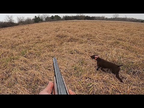 GSP with AWESOME points on pheasant