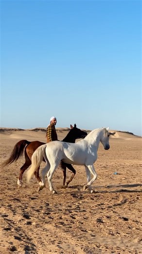 1.1M views · 168K reactions | Wild soul in a strong heart, we all can see his halo 懶 If my soul mate was a horse  Balios —-  : @cheval__essaouira —- #stallion #horse #horselove #horsepower #cheval #essaouira #maroc #morocco | Cheval Essaouira | Facebook