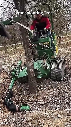 Trees Being Transplanted🚜🌳
