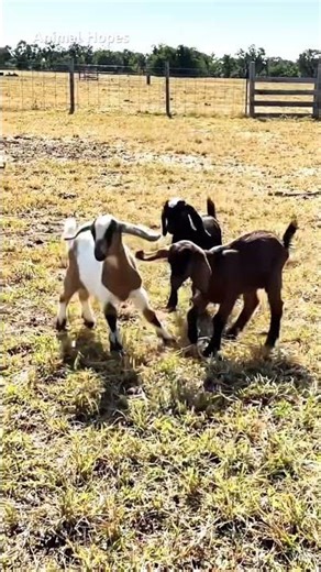 Do you love Goats 🐐 as pet? #goat #goats #petshorts