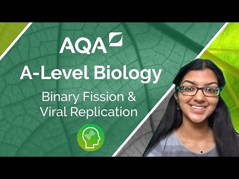 AQA A Level Biology: Binary Fission and Viral Replication