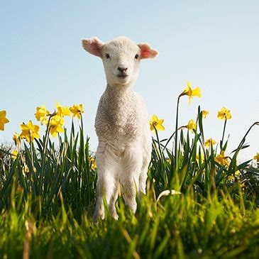 Soundtrack your spring with these nine joyous portraits of nature's rebirth | Classical Music