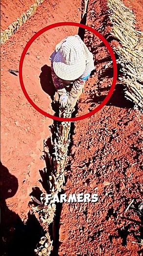 Amazing Technique of Growing Manioc Underground🌽😱#farming