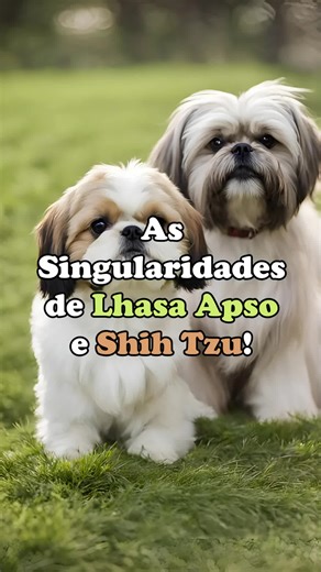 Singularidades do Lhasa Apso e Shih Tzu