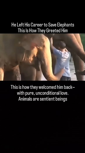 Animal Heroes | Wholesome Animal News | He left everything behind to care for elephants. Then he had to leave them -for 14 months. When he came back… they ran across a river to... | Instagram