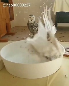 18K views · 421 reactions | Bath time  Via @nao00000227 | Omigu | Facebook