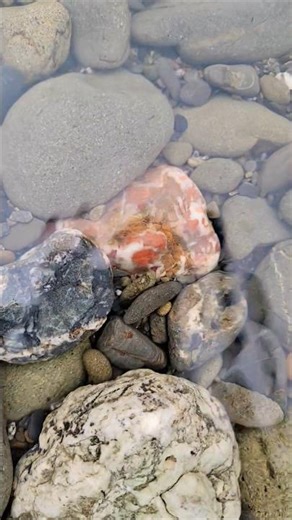 OREGON COAST RIVER JASPER