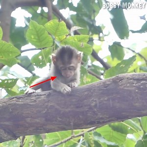 Poor baby monkey fall down to the ground because he try to escape from the big monkey. | Bobby Monkey