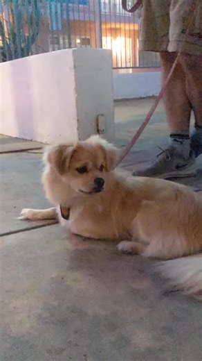 3.1K views · 169 reactions | Tibetan Spaniel | Tibetan Spaniel | Facebook