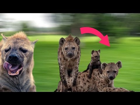 Hiena acasalamento na natureza e modo de vida