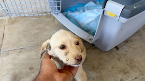 The abandoned puppy is safe in my shelter 🥰she has so many ticks all over her body 😢 It’s a lovely girl and she is so sweet 🥹 Το εγκαταλελειμμένο κουτάβι είναι ασφαλές στο καταφύγιό🥰 έχει αμέτρητα τσιμπούρια σε όλο της το σώμα 😢 είναι ένα γλυκύτατο κοριτσάκι ❤️ Στειρωστε επιτέλους τα σκυλια σας και τις γατες σας ! Έλεος ! Οι περισσότεροι έχουν αστειρωτα τα ζώα τους και τα αφήνουν και γεννάνε , κρατάνε 1 σκυλάκι και τα υπόλοιπα τα πετάνε η τα δίνουν όπου βρουν ! Ορίστε πως καταντάνε τα ζωάκι