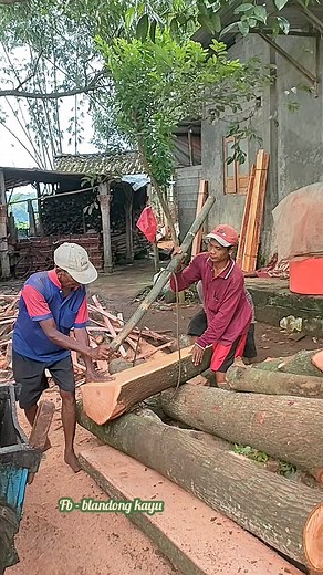 66K views · 239 reactions | Jenis kayu mahoni Indonesia #gergajiserkel #kayumahoni | Suwarni Warni | Facebook