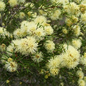Melaleuca nodosa - Alchetron, The Free Social Encyclopedia